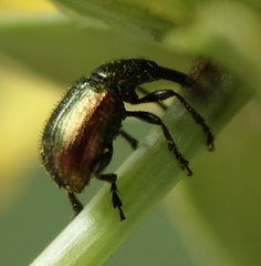 Haplorhynchites eximius