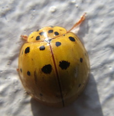 Harmonia vigintiduomaculata