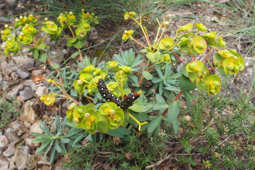 Image of Euphorbia nicaeensis by (c) Sylvain Gérard, some rights reserved (CC BY)