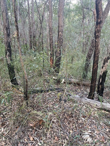 Image of Daviesia wyattiana by (c) krumpianking, some rights reserved (CC BY)