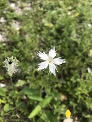 Dianthus awaricus