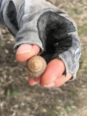 Xerarionta intercisa