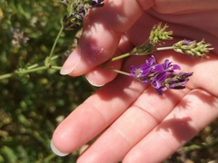 Medicago sativa sativa