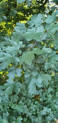 Acer campestre