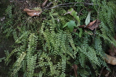 Asplenium dregeanum, photograph (c) Tony Rebelo, some rights reserved (CC BY-SA)