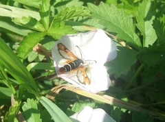 Pyropteron chrysidiforme