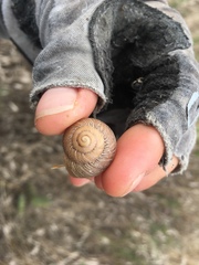 Xerarionta intercisa