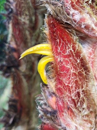 Image of Heliconia vellerigera by (c) Jacek Pietruszewski, some rights reserved (CC BY)
