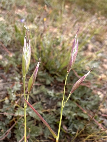 Image of Danthonia californica by (c) Matt Berger, some rights reserved (CC BY)