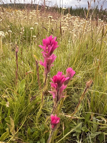 Image of Castilleja lemmonii by (c) Matt Berger, some rights reserved (CC BY)