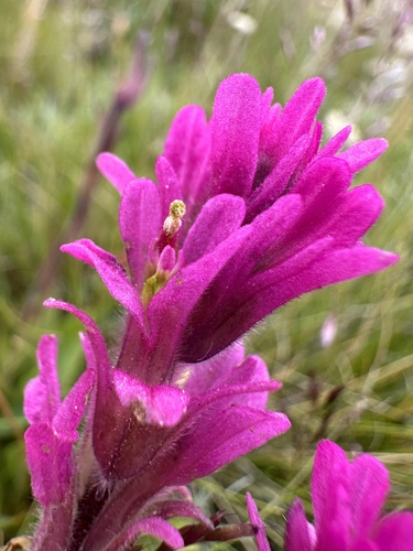 Image of Lemmon's Paintbrush (Castilleja lemmonii) by (c) Matt Berger, some rights reserved (CC BY)