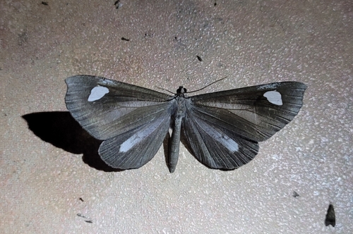 Macrosoma lucivittata