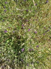 Medicago sativa sativa