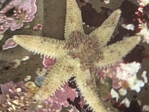 Leptasterias hexactis
