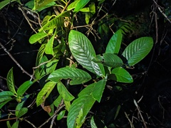 Tetracera sarmentosa, photograph (c) Eric Knight, some rights reserved (CC BY)