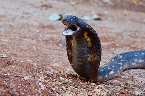 Egyptian Cobra