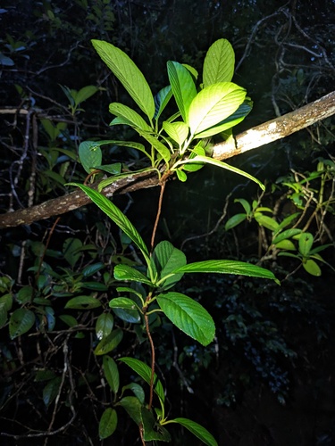 Tetracera sarmentosa, photograph 5