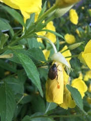 Strigoderma arbicola