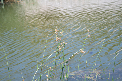 Schoenoplectus litoralis (Schoenoplectus litoralis)
