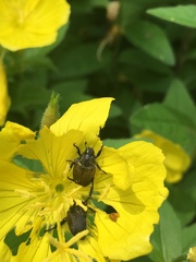 Strigoderma arbicola