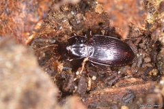 Platyderus
