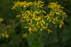 Senecio propinquus