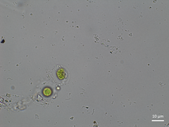 Chytridiomycota