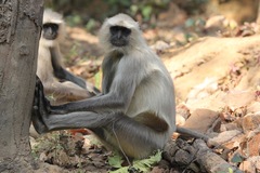 Northern Plains Gray Langur photo 2