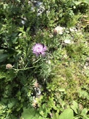 Centaurea pseudoscabiosa