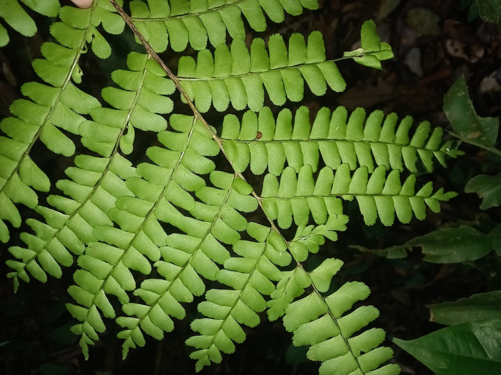 Didymochlaena sect. Amazonicae