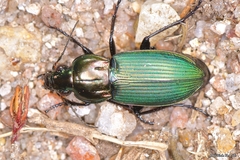 Poecilus kugelanni