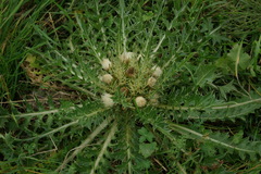 Cirsium rhizocephalum