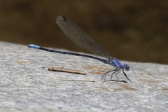 Argia munda