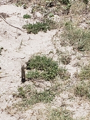 Xerospermophilus spilosoma