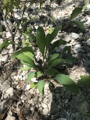 Bupleurum polyphyllum