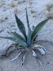 Agave palmeri