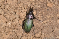 Poecilus kugelanni