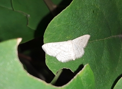 Scopula umbilicata