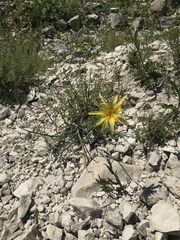 Tragopogon graminifolius