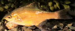 Kelp Perch photo 5
