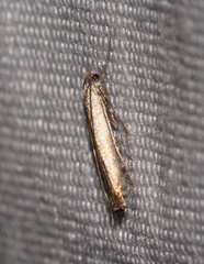 Lyonetia