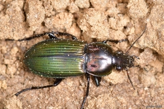 Poecilus kugelanni