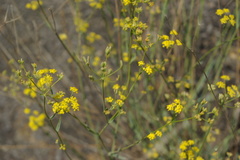 Bupleurum exaltatum