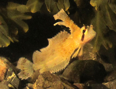 Nautichthys oculofasciatus