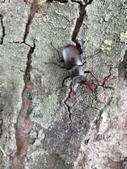 Lucanus cervus