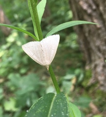 Zanclognatha pedipilalis