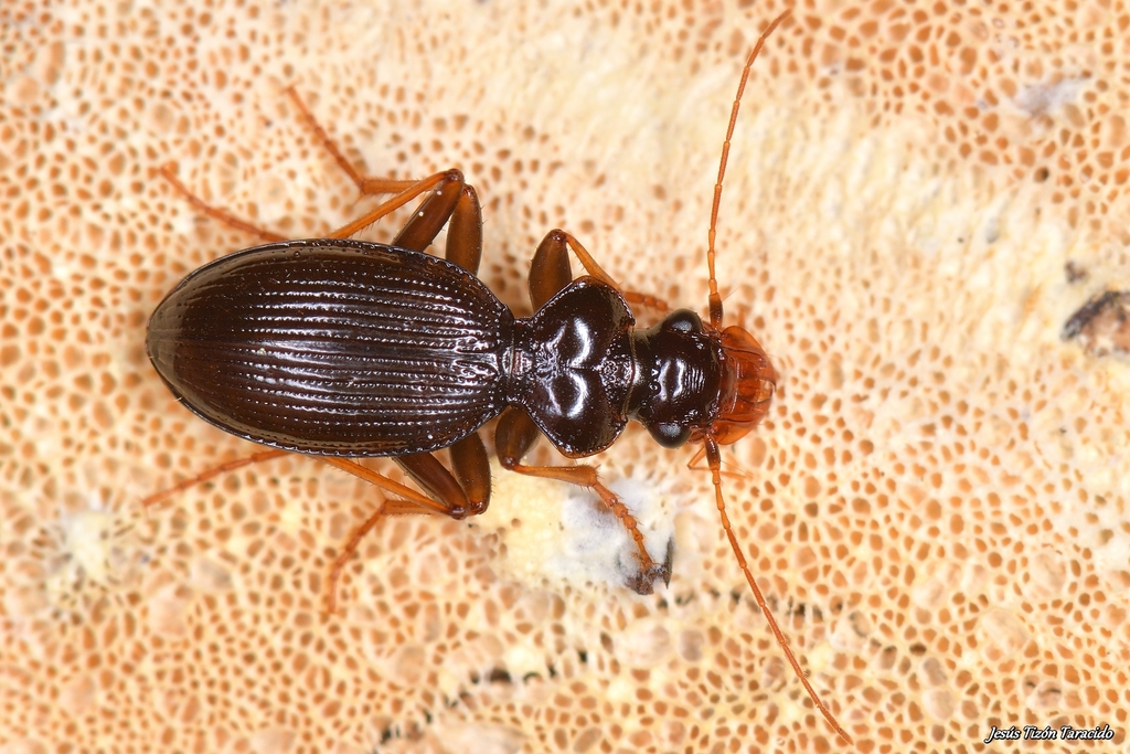 Leistus oopterus