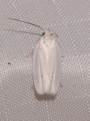 Antaeotricha albulella