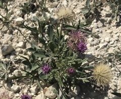 Jurinea ruprechtii