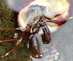 Pagurus hemphilli